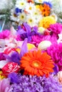 Orange gerbera Royalty Free Stock Photo