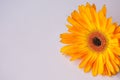 Orange gerbera on pink background Royalty Free Stock Photo