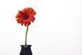 Orange gerbera with water drops on a white background Royalty Free Stock Photo