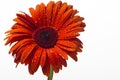 Orange gerbera with water drops on a white background Royalty Free Stock Photo