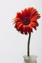 Orange gerbera with water drops on a white background Royalty Free Stock Photo