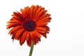 Orange gerbera with water drops on a white background Royalty Free Stock Photo