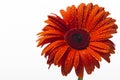 Orange gerbera with water drops on a white background Royalty Free Stock Photo
