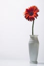 Orange gerbera with water drops on a white background Royalty Free Stock Photo