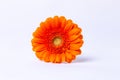 Orange gerbera on a white background. Copy space for text, flat lay.