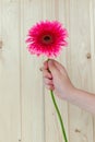 Orange gerbera in a woman`s hand. beautiful flower Royalty Free Stock Photo