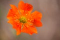 Orange Geum Flower Earthy Background Royalty Free Stock Photo