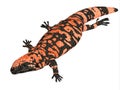 Orange Gila Monster is a poisonous carnivorous lizard living in Mexico Royalty Free Stock Photo