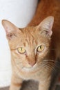 Orange ginger cat  looking at you with yellow eyes Royalty Free Stock Photo