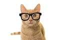 Orange ginger cat portrait facing the camera wearing black glasses isolated on a white background Royalty Free Stock Photo