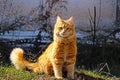 Orange Ginger Cat sitting in green grass Royalty Free Stock Photo