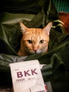 Orange ginger cat in a traveling bag suitcase.