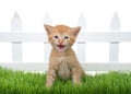 Orange ginger kitten sitting in green grass meowing Royalty Free Stock Photo