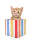 Orange ginger tabby kitten peaking out of a present box, isolated Royalty Free Stock Photo