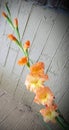Orange gladiolus against wall Royalty Free Stock Photo