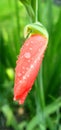 orange gladiolus flower bud after rain in summer garden Royalty Free Stock Photo