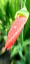 orange gladiolus flower bud after rain in summer garden Royalty Free Stock Photo