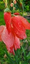 orange gladiolus flower after rain in summer garden Royalty Free Stock Photo