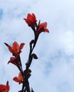 Orange gladiolus flowers blooming against the sky