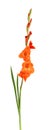 Orange gladiolus flowers isolated on white background. Beautiful summer flowers. Royalty Free Stock Photo