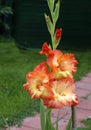 Orange gladiolus.