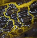 An orange glazy moving plasmodium of a slime mold on a substrate