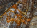 An orange glazy moving plasmodium of a slime mold on a substrate