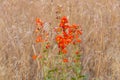 Orange globe Flower blossoms Royalty Free Stock Photo