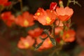 Orange Globe Mallow Royalty Free Stock Photo