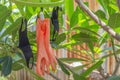 Orange gloves and black mask on the trees for Sterilize Royalty Free Stock Photo