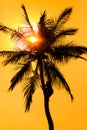 Orange glow sunset with a palm tree silhouette Royalty Free Stock Photo