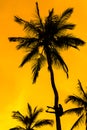 Orange glow sunset with a palm tree silhouette Royalty Free Stock Photo