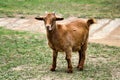 An Orange Goat Pokes its Tongue Out, Full Body View Royalty Free Stock Photo