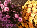 Chrysanthemums, Revere Beach, Revere, MA, USA