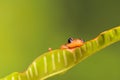 Orange golden sedge frog hiding