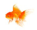 Orange Goldfish Isolated on White Background