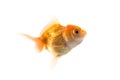 Orange Goldfish Isolated on White Background Royalty Free Stock Photo