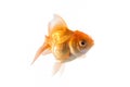 Orange Goldfish Isolated on White Background Royalty Free Stock Photo