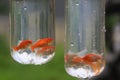 Orange goldfish in plastic bags for sale in Asia Royalty Free Stock Photo