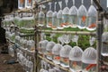 Orange goldfish in plastic bags for sale in Asia Royalty Free Stock Photo