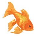 Orange goldfish swimming