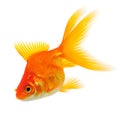Orange Goldfish on White Royalty Free Stock Photo