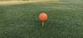 An orange golf ball for training session put on green grass Royalty Free Stock Photo