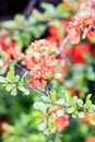 Orange gorgeous flower chaenomeles