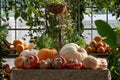 Pumpkins / gourds / squash photographed in the greenhouse at Babylonstoren, Franschhoek, South Africa. Royalty Free Stock Photo