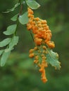 An orange plasmodium of a slime mold on a grass