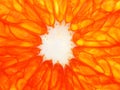 Orange grapefruit slice Royalty Free Stock Photo