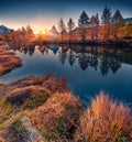 Orange grass nad larch trees on the coast of Grindjisee lake, Swiss Alps, Zermatt resort location Royalty Free Stock Photo