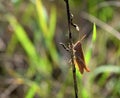 Orange grasshopper on a background of sunlit grass