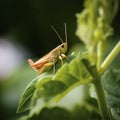 orange grasshopper sitting on a leaf